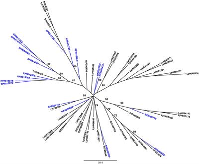 Genome Wide Mapping of Peptidases in Rhodnius prolixus: Identification of Protease Gene Duplications, Horizontally Transferred Proteases and Analysis of Peptidase A1 Structures, with Considerations on Their Role in the Evolution of Hematophagy in Triatominae